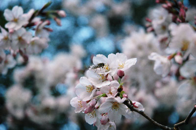 2005sakura