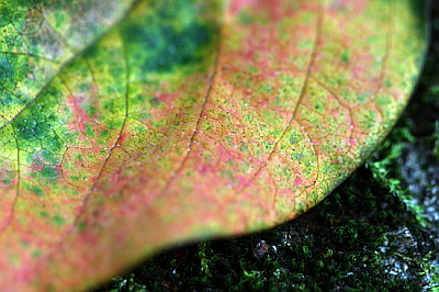 leaf5.jpg