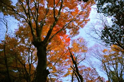 愛宕山の紅葉する高い木々